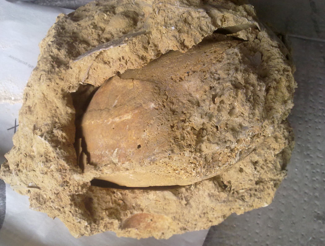 Dubbio determinazione Panopea